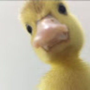 Meet your Posher, Amelia